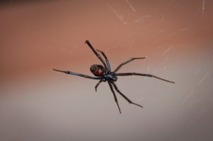 spider exterminator montrose co
