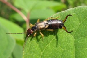 Earwig Exterminator in Montrose CO