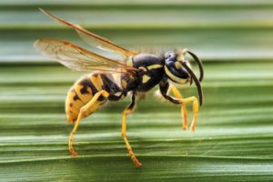 wasp and hornet exterminator in montrose co
